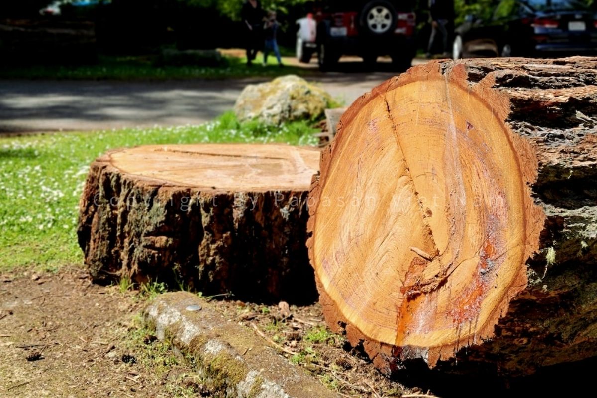 Gỗ sồi tự nhiên