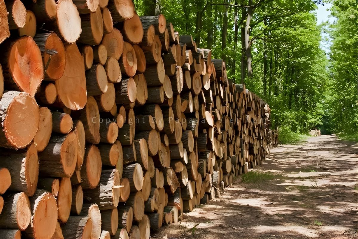 gỗ sồi tự nhiên